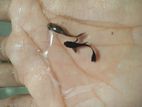 Guppy black mosco Gppy