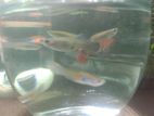 Guppy Fish Adult