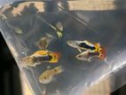 Guppy Fish for sell
