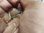 Guppy Fish For Sale (fancy)