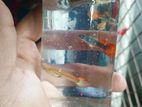 Guppy Fish