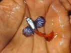 Guppy Fish