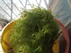 Guppy Grass