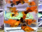 Guppy, Molly, Platy, Zebra,angel Fish