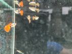 Guppy Rtp Dumbo Ear 2.5 month Age
