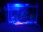 guppy set up with 14x10inc aquarium .7led light