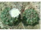 Gymno Cactus