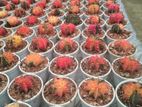 Gymno Cactus Live Plants
