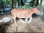 হাই কোয়ালিটি বাছুর কিনুন