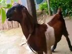 হাই কোয়ালিটি তোতাপুরি ক্রস মেয়ে বাচ্চা,