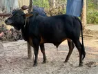 হাই কোয়ালিটির কালো শাহীওয়াল গরু