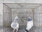 হাই ফ্লায়ার পাংখি ব্লাডের জোড়া কবুতর