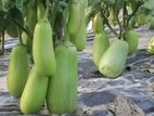 হাইব্রিড কোয়ালিটি বেগুন বীজ