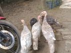TURKEY CHICKEN
