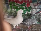 হাইফ্লাইং কবুতর বিক্রি করা হবে।