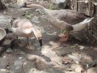 হাঁসা হাঁসি বিক্রি করা হবে