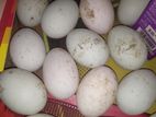 হাঁসের ডিম বিক্রি করা হবে