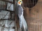 হাফ টেম সম্পূর্ণ রানিং পাখি দুইটাই মেল