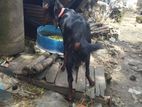 হারিয়ান ছাগী