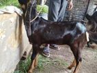 হারিয়ানা পাঠি বাচ্চা