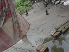 হাস বিক্রি