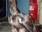 Chicken Sell