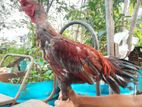 হাসলি মুরগী (Fighter hen)