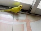 Half Tame Lutino Budgerigar