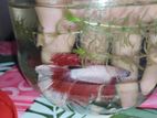 hafe moon betta for sale