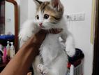 High Quality mix male female kitten