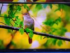 HAIER-32-INCH SMART ANDROID TV