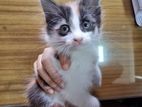 Half breed Persian cat