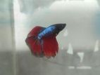 half moon betta (bule eye )