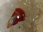Half Moon Betta Fish