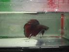 Half Moon Betta