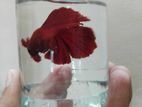 Half moon Betta