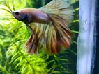 Half moon betta fish