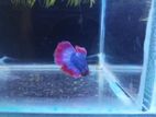 Half moon Fighter Fish