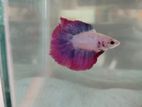 Half Moon Rose Tail Betta