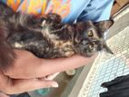 Half parsian cat( Female)