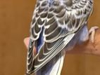 half tame bird bajriger