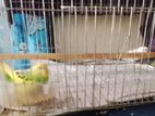 Half Tame Budgie Bird