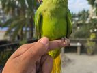 Half Tame Indian Ringneck