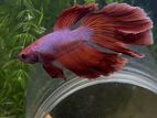 Halfmoon Betta Fish ( Big Size )