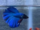 halfmoon betta