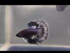 Halfmoon betta