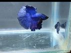 Halfmoon betta