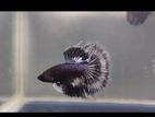 Halfmoon betta