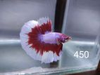 Halfmoon betta