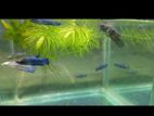 Halfmoon betta fry